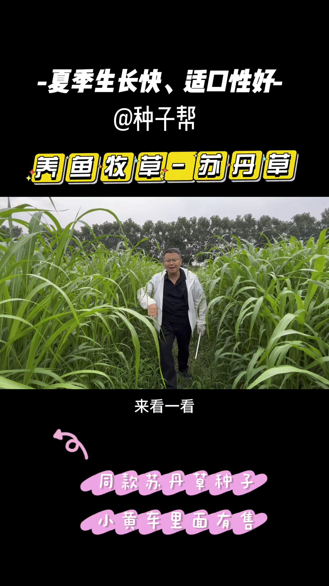 养鱼牧草品种,苏丹草叶片柔软、适口性好,种一次收割4～6次,耐热生长快