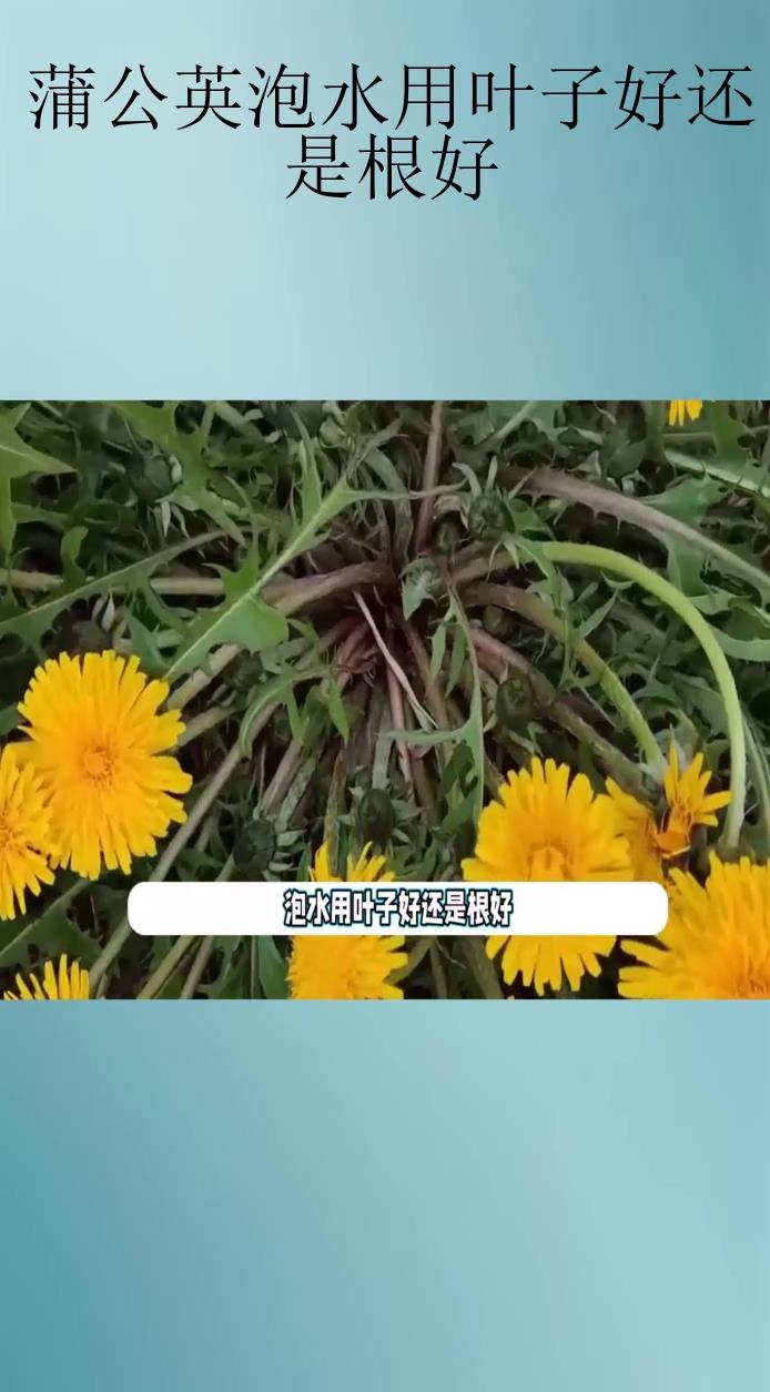 蒲公英泡水用叶子好还是根好