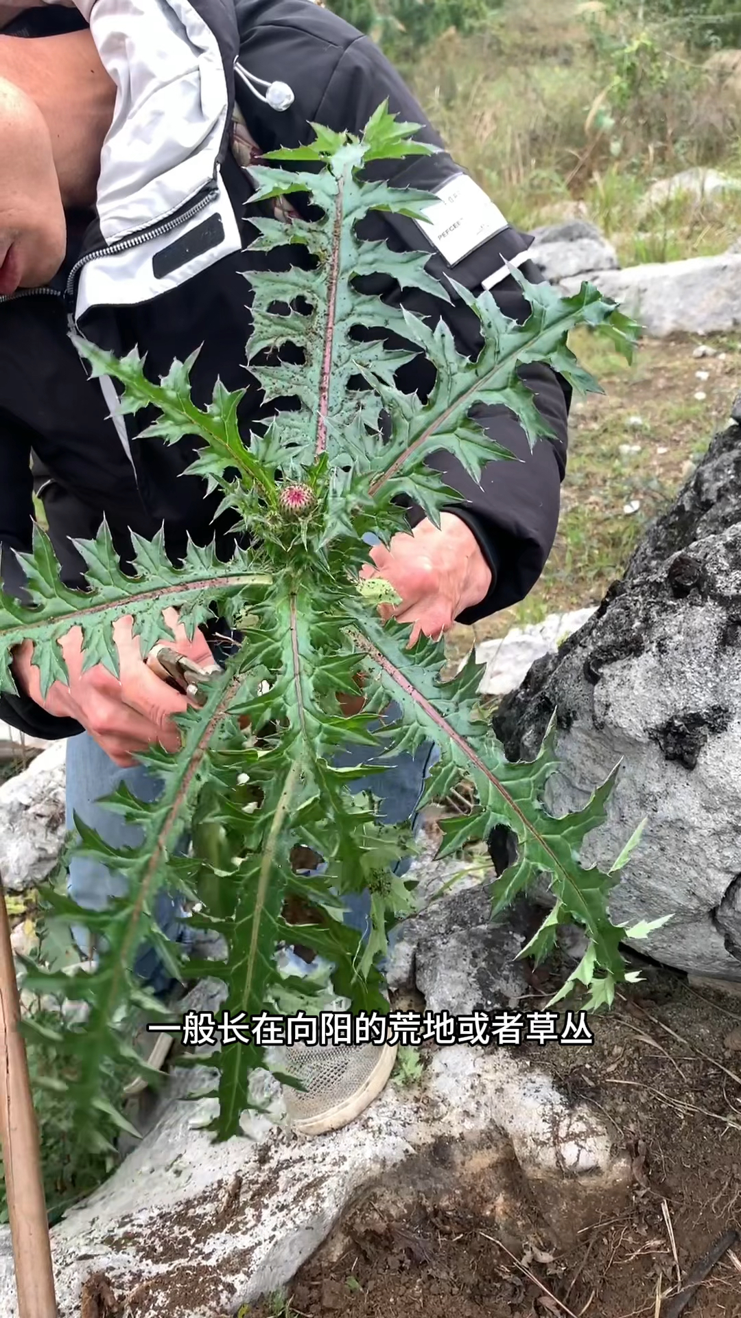大蓟,你们有去上山挖过它来煲汤吗?