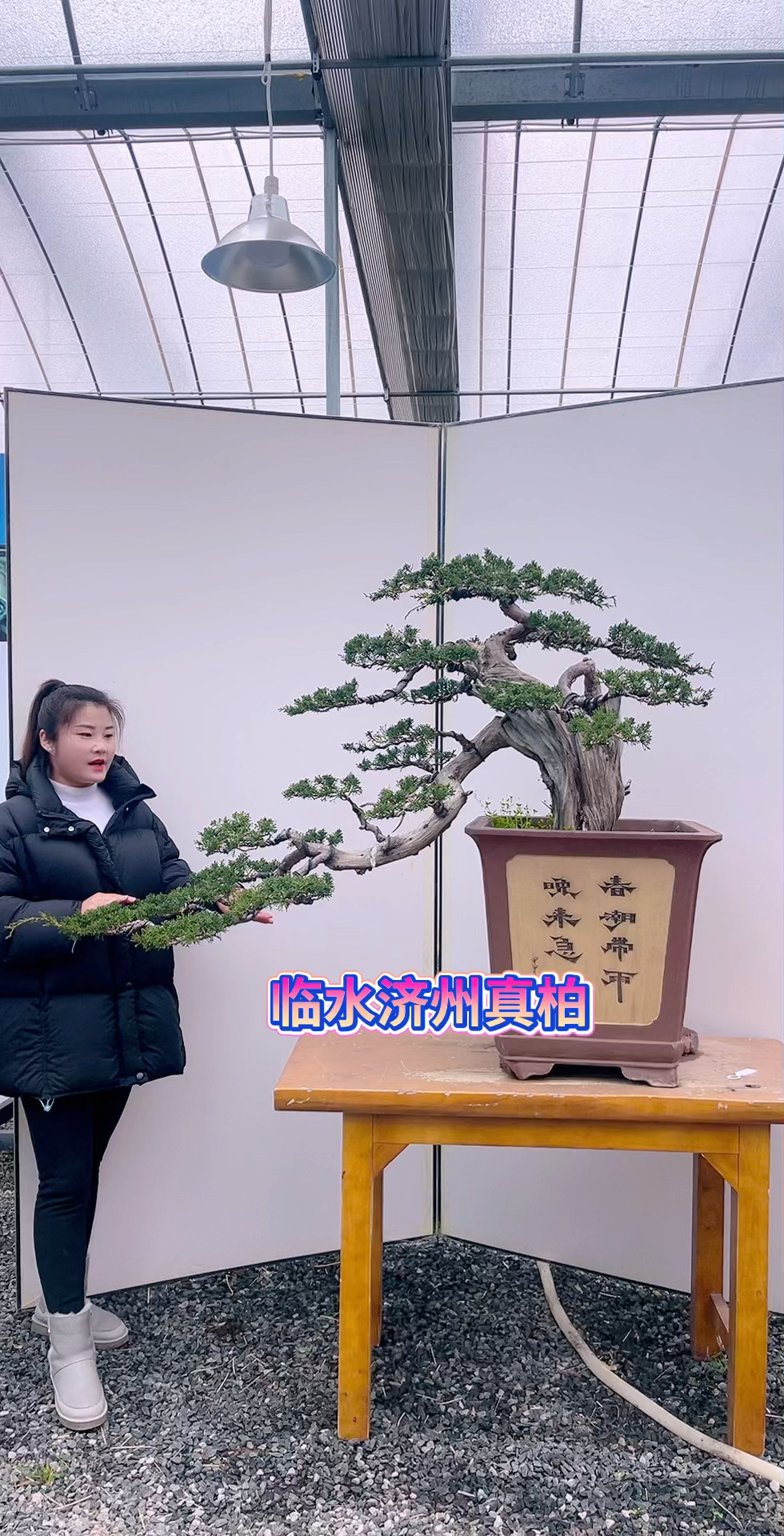 临水济州真柏盆景假山鱼池景观