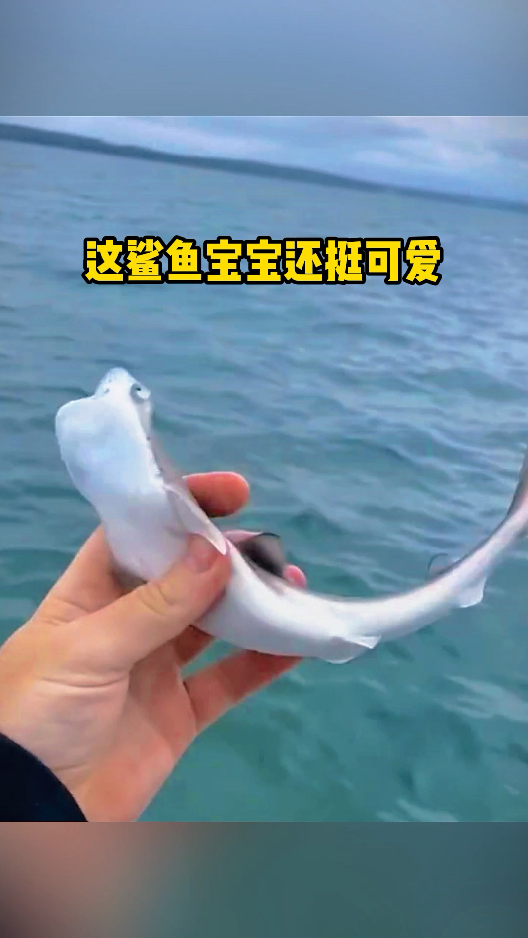 这小鲨鱼还挺可爱
