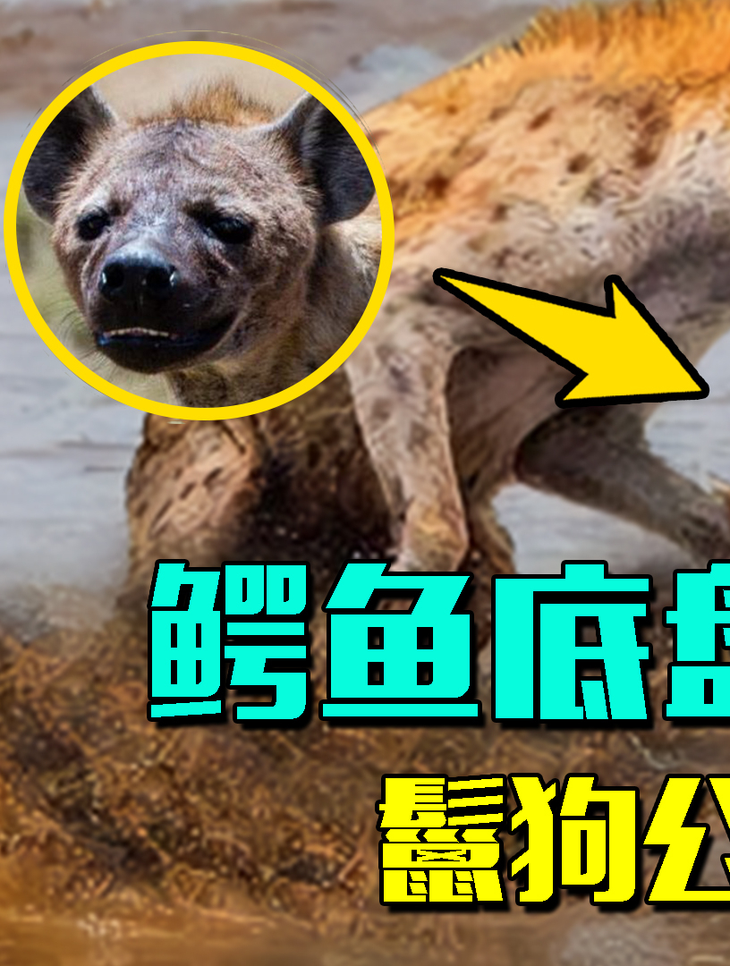 鳄鱼简直天克鬣狗,底盘太低一身反甲,鬣狗公主被搞成三蹦子!