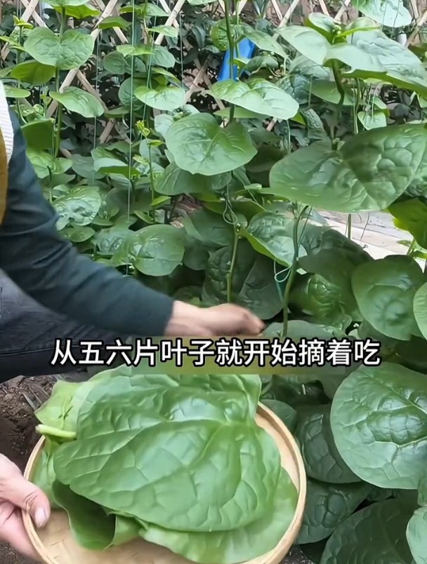 会爬藤的大叶木耳菜,春播正当种植,营养价值不输牛肉!