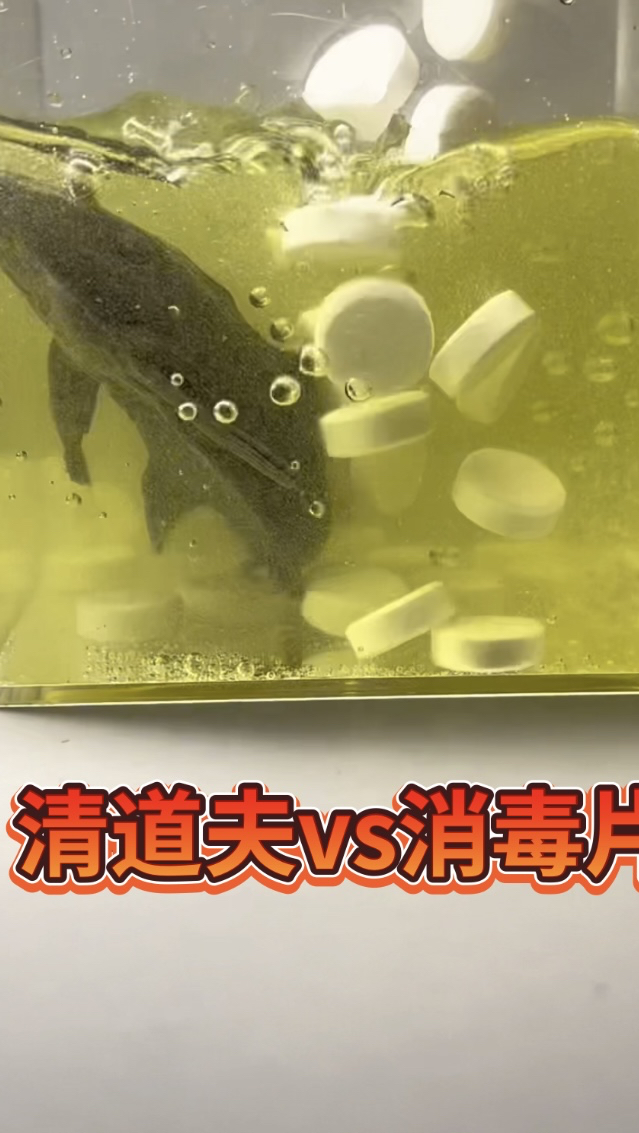 把消毒片丢给一只清道夫!会发生什么事?