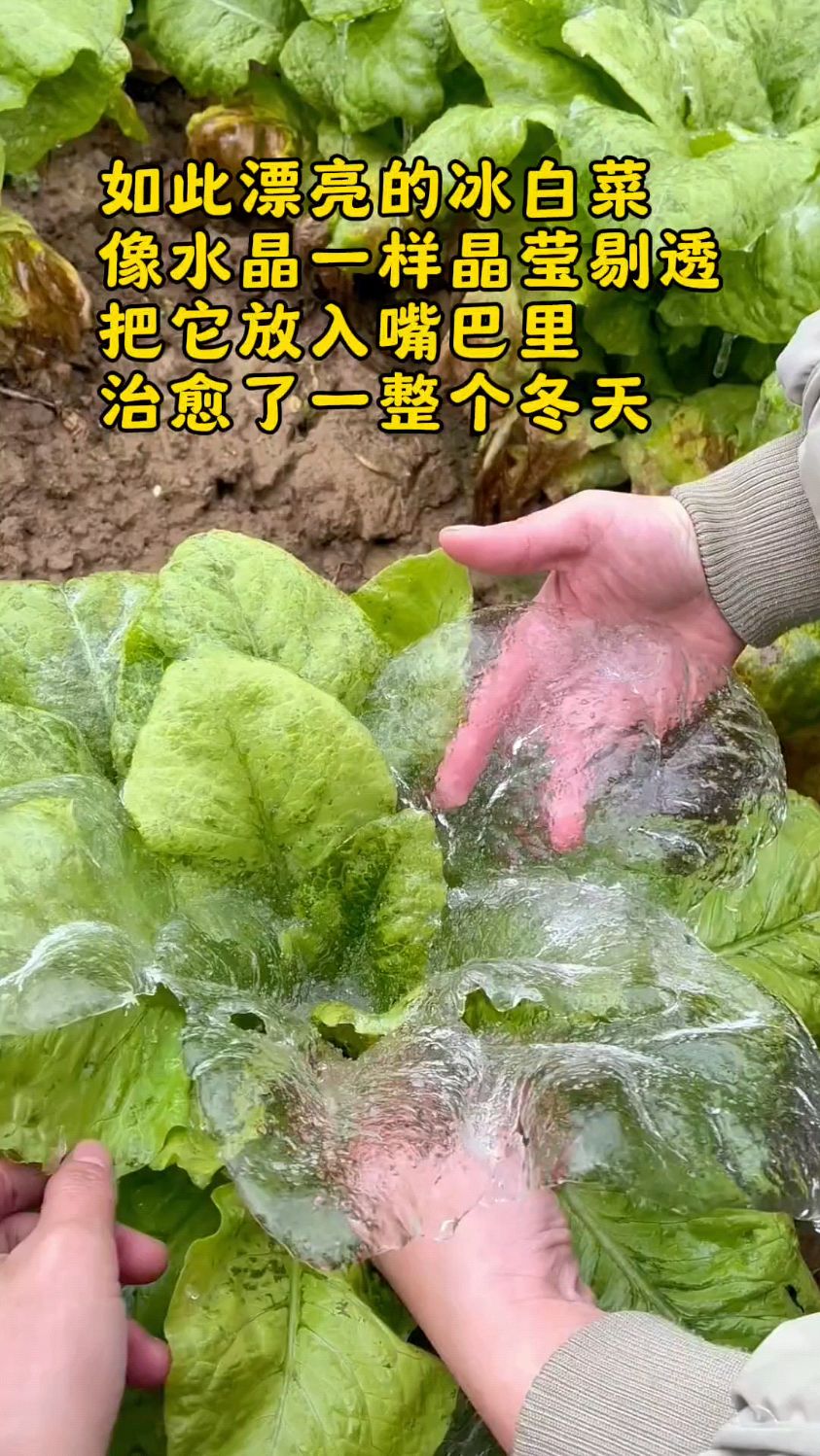 冰冻天气,白菜结冰了就像水晶一样,把它放入嘴巴里,瞬间就治愈了一整个冬天#勤劳