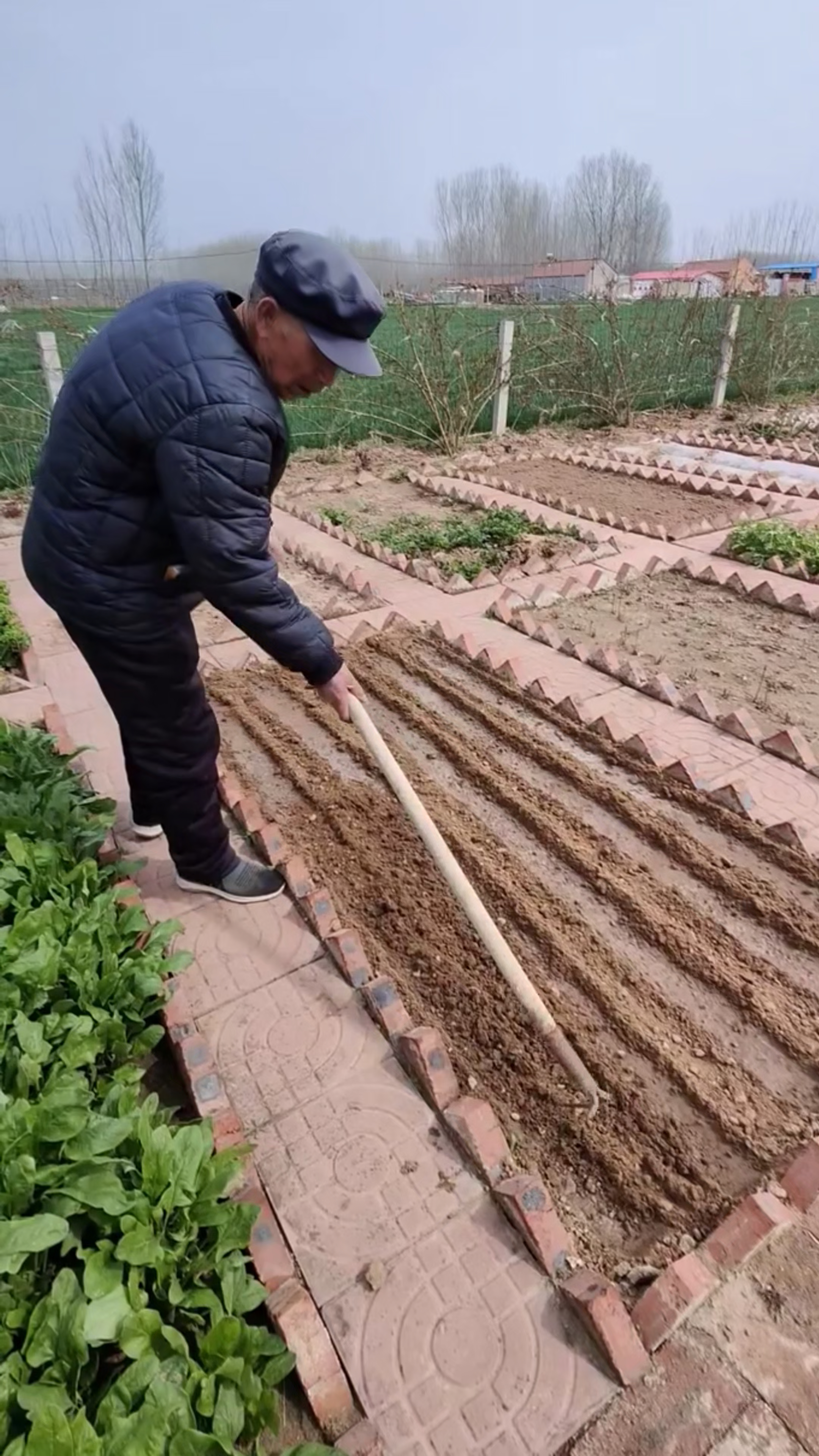 2024年最新种菜时间表,什么季节?种什么菜?这里全都有#蔬菜种植#小院种菜#阳台种菜