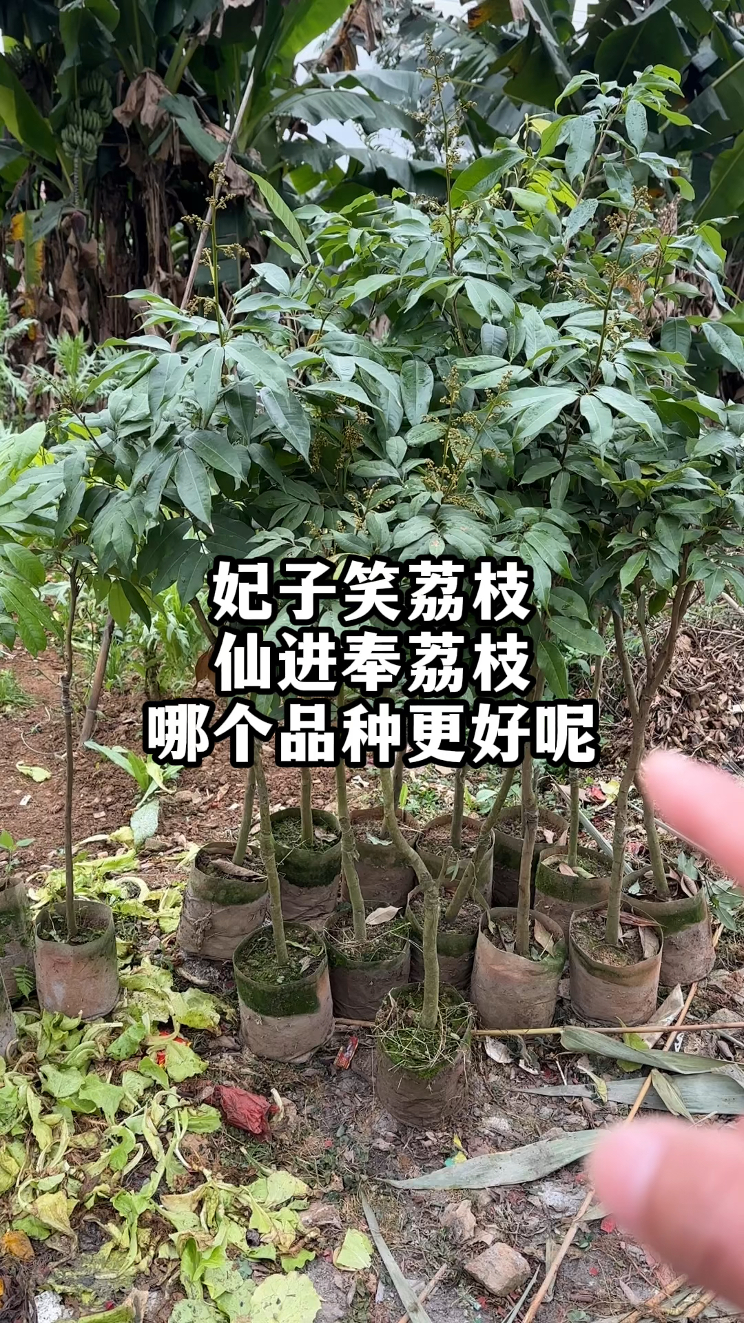 妃子笑荔枝和仙进奉荔枝,哪个品种更好呢?#优质种苗 #荔枝 #妃子笑荔枝