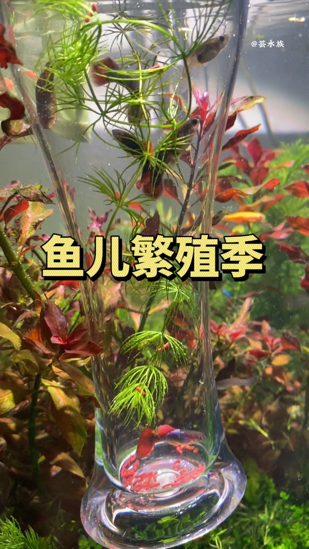 春季是鱼儿的繁殖期,想要鱼妈妈安全繁殖,隔离盒当然少不了。#水族#繁殖盒 #观赏鱼