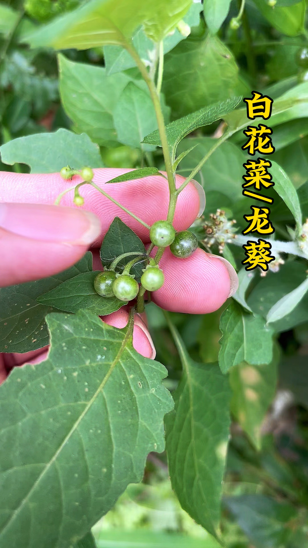 你吃过白花菜吗