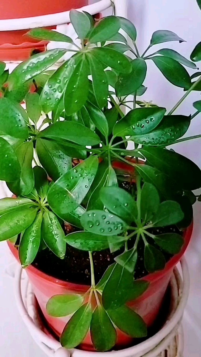 鸭掌木怎么修剪,打顶摘心是鸭掌木的主要修剪方法