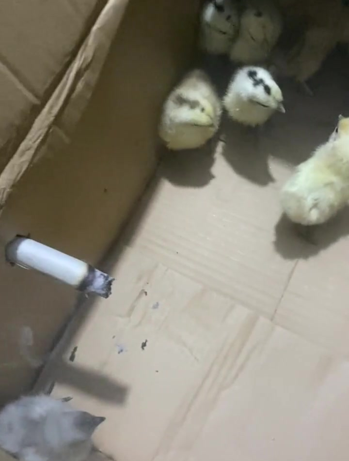 用艾熏刚出壳的小鸡仔,这样做有什么作用?