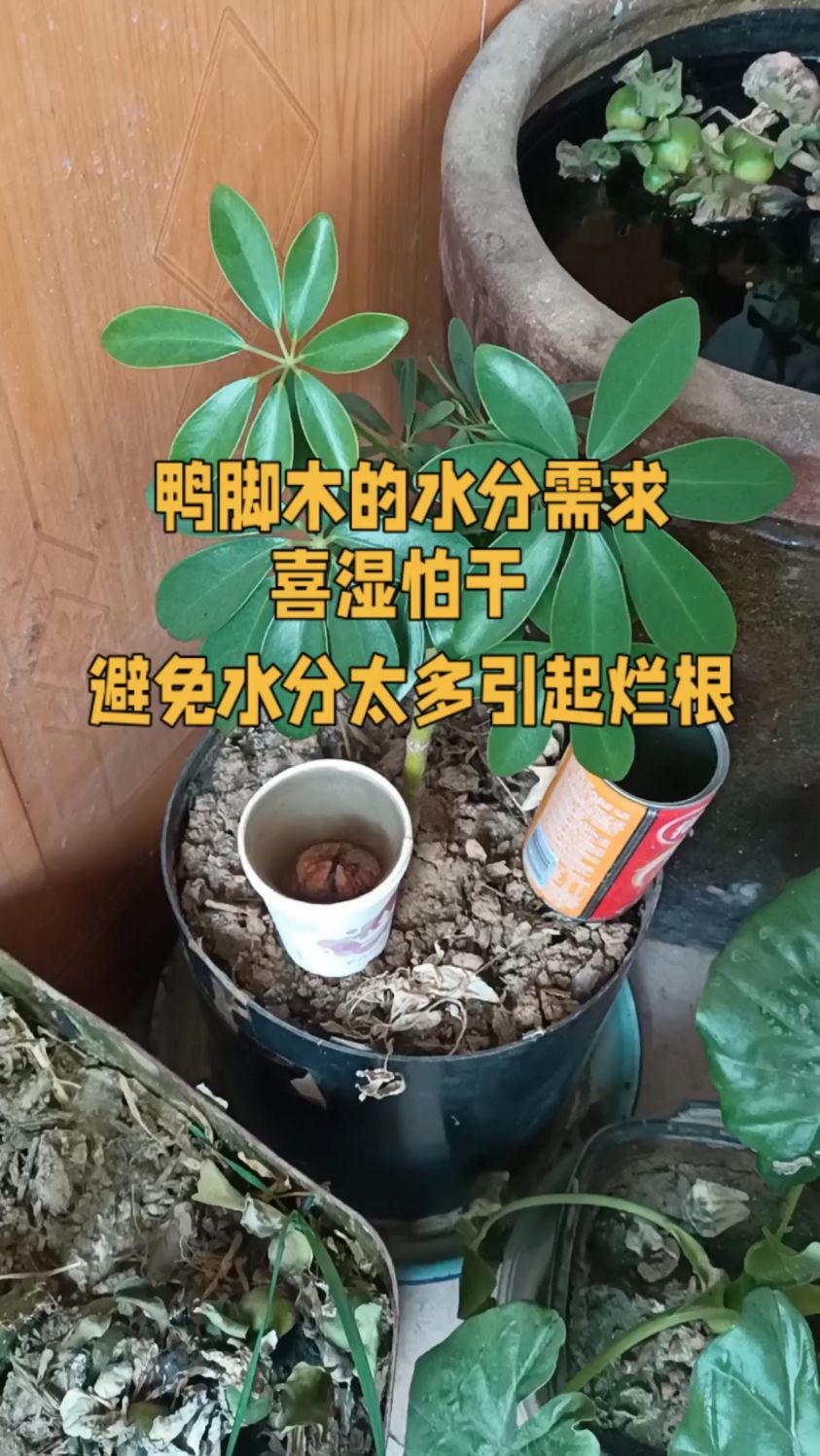 鸭脚木生长习性:喜温暖湿润,耐寒也耐热