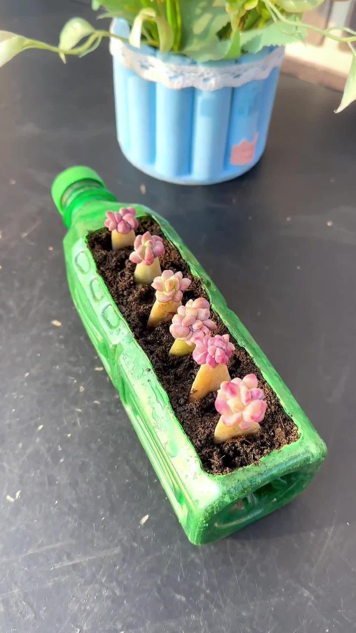 叶插哪有那么难,简单一个矿泉水瓶子就可以轻松叶插多肉