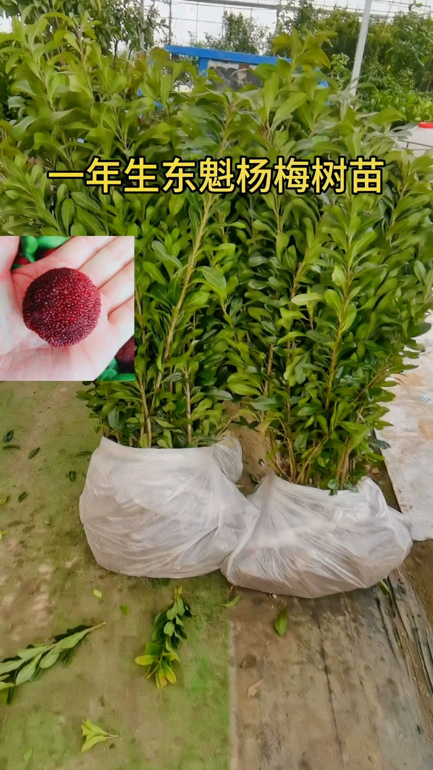 一年生东魁杨梅树苗#果树苗