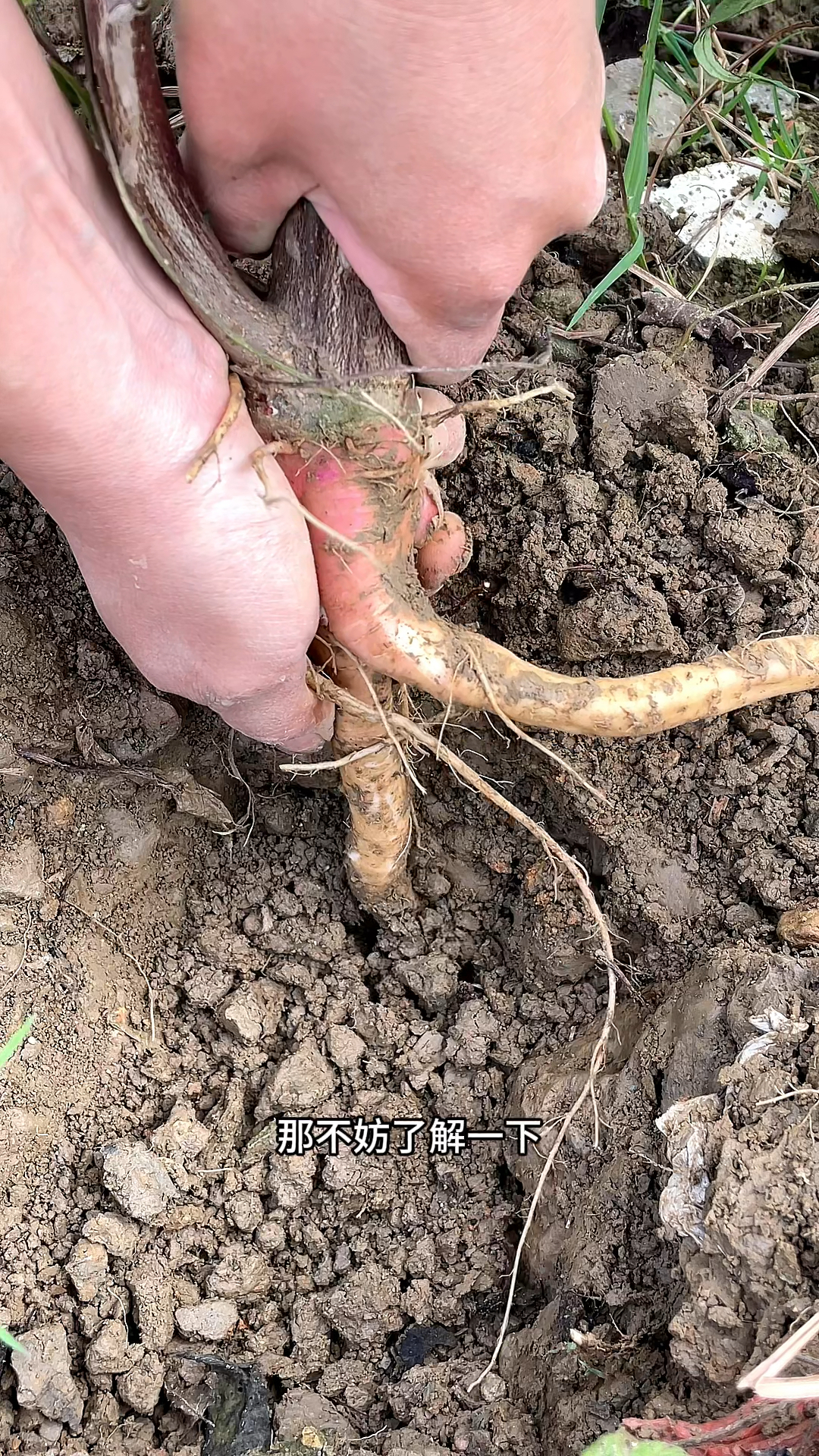 刺苋菜,也叫野苋菜,村里人常采挖它的根
