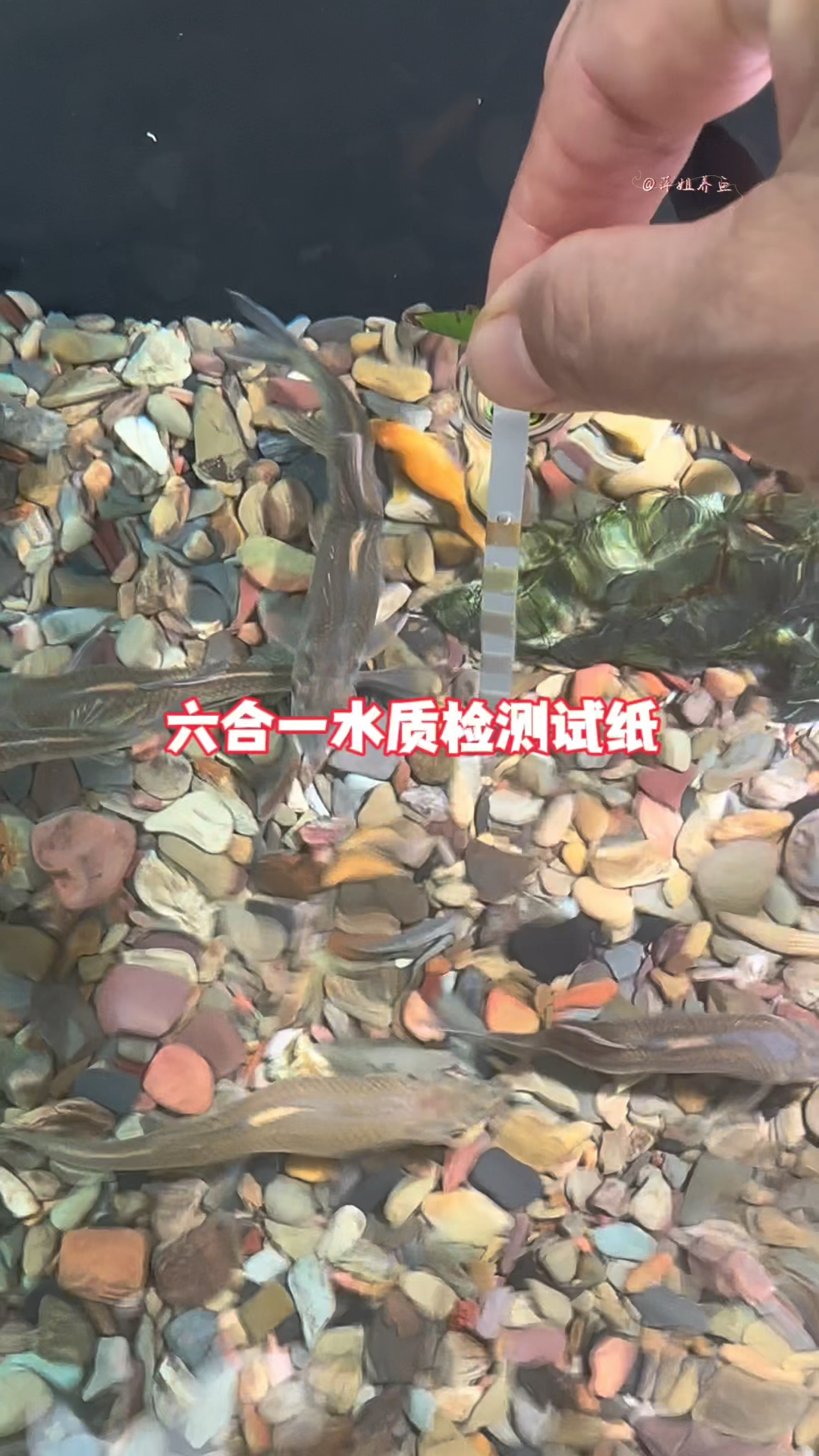 鱼缸水质到底好不好用水质检测试纸就能检测出鱼缸水质的六大指标有问题还给出解决办法