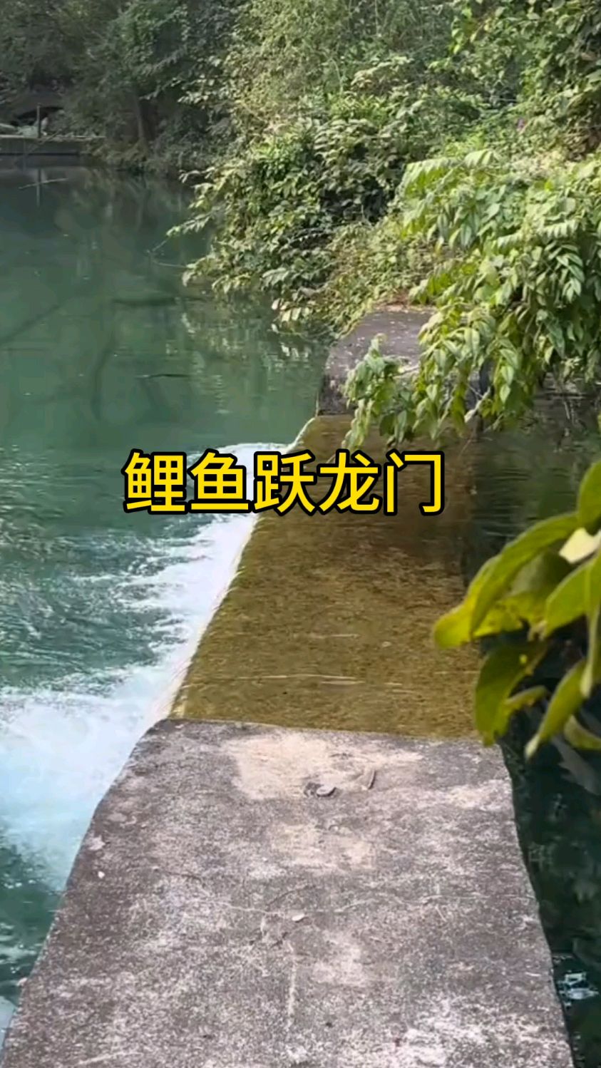 真是鲤鱼跃龙门啊