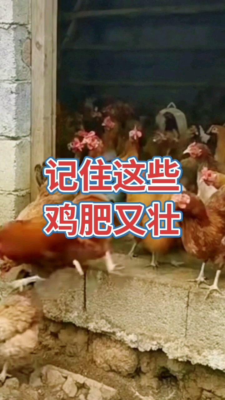 记住这些,鸡肥又壮