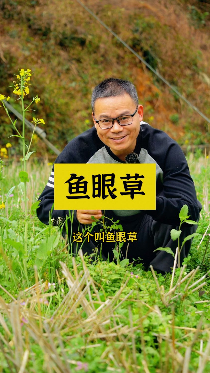 鱼眼草为什么叫鱼眼草?