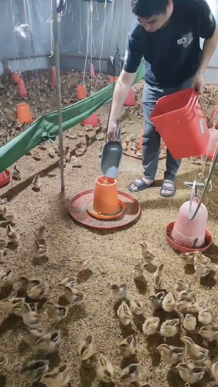 小鸡到家这样喂