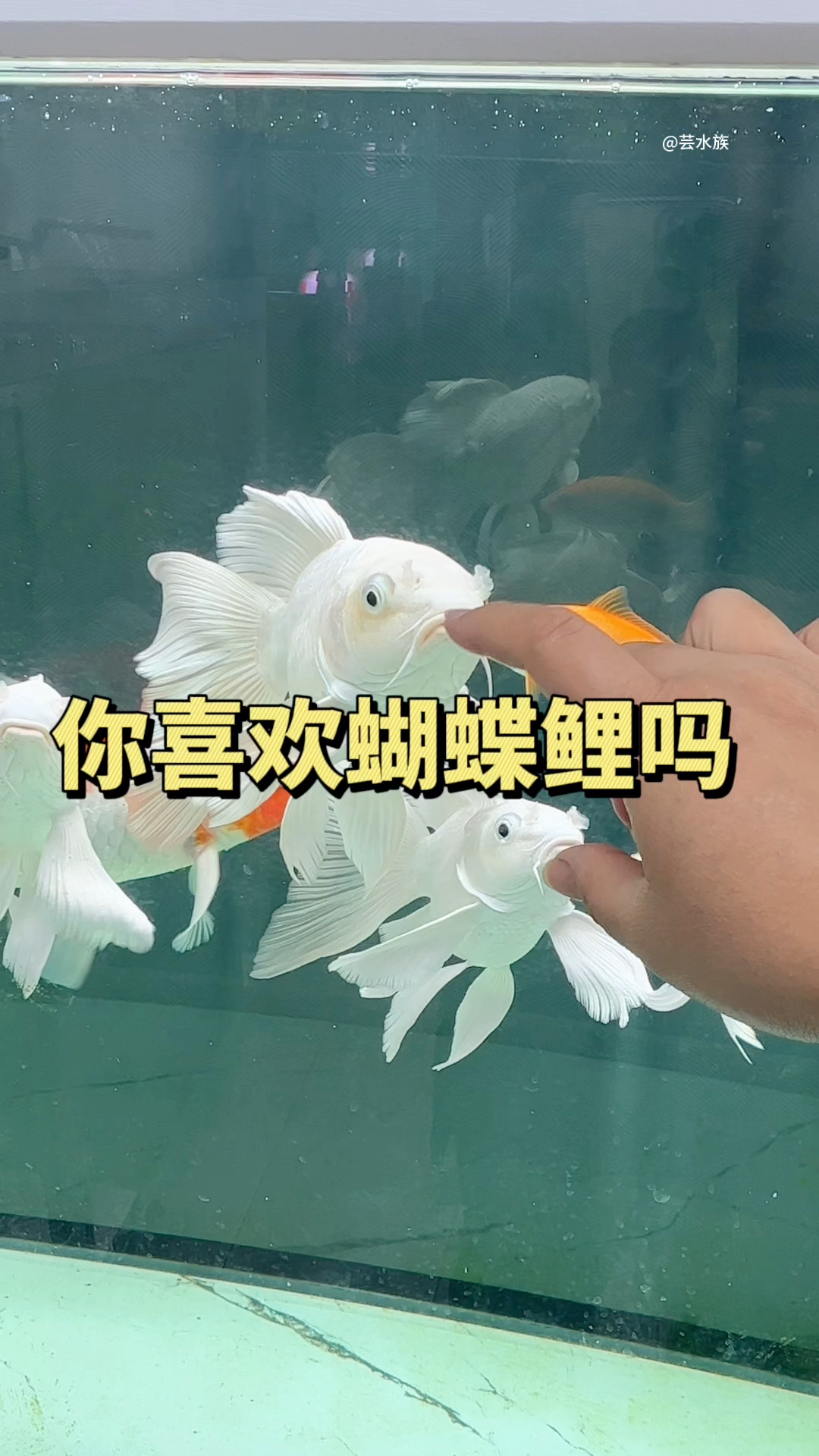 很多鱼友喜欢养蝴蝶鲤,看着它展开飘逸的鱼鳍缓缓向你游来,心情非常喜悦吧。#水族