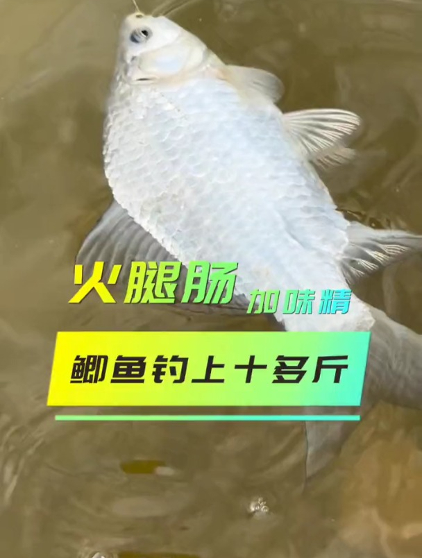 火腿肠加味精,鲫鱼鲤鱼钓上十多斤?老钓友实测揭晓答案!