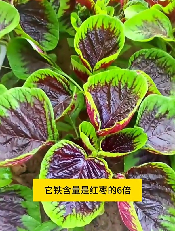 苋菜也是“长寿菜”,踩准播种时间,比金子还珍贵