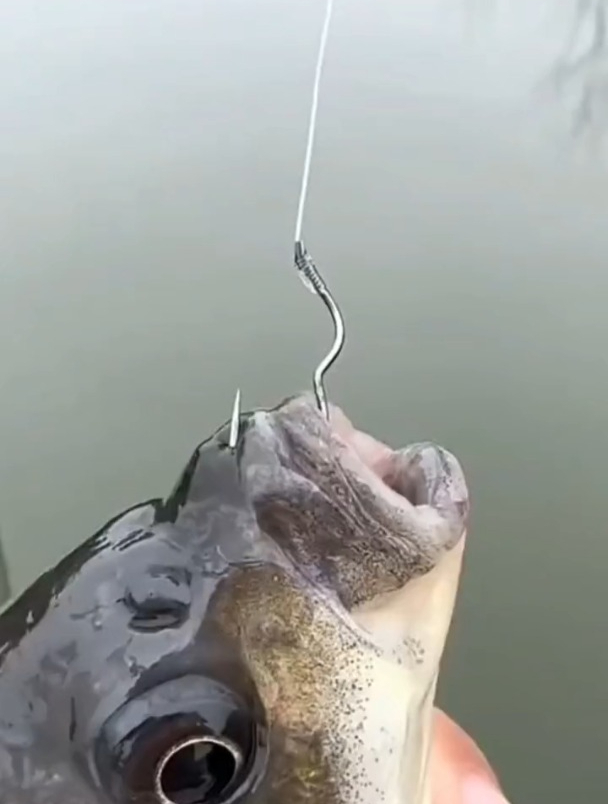 钓鲤鱼鲫鱼用什么鱼钩比较好?老钓友透露鱼钩的选择方法!