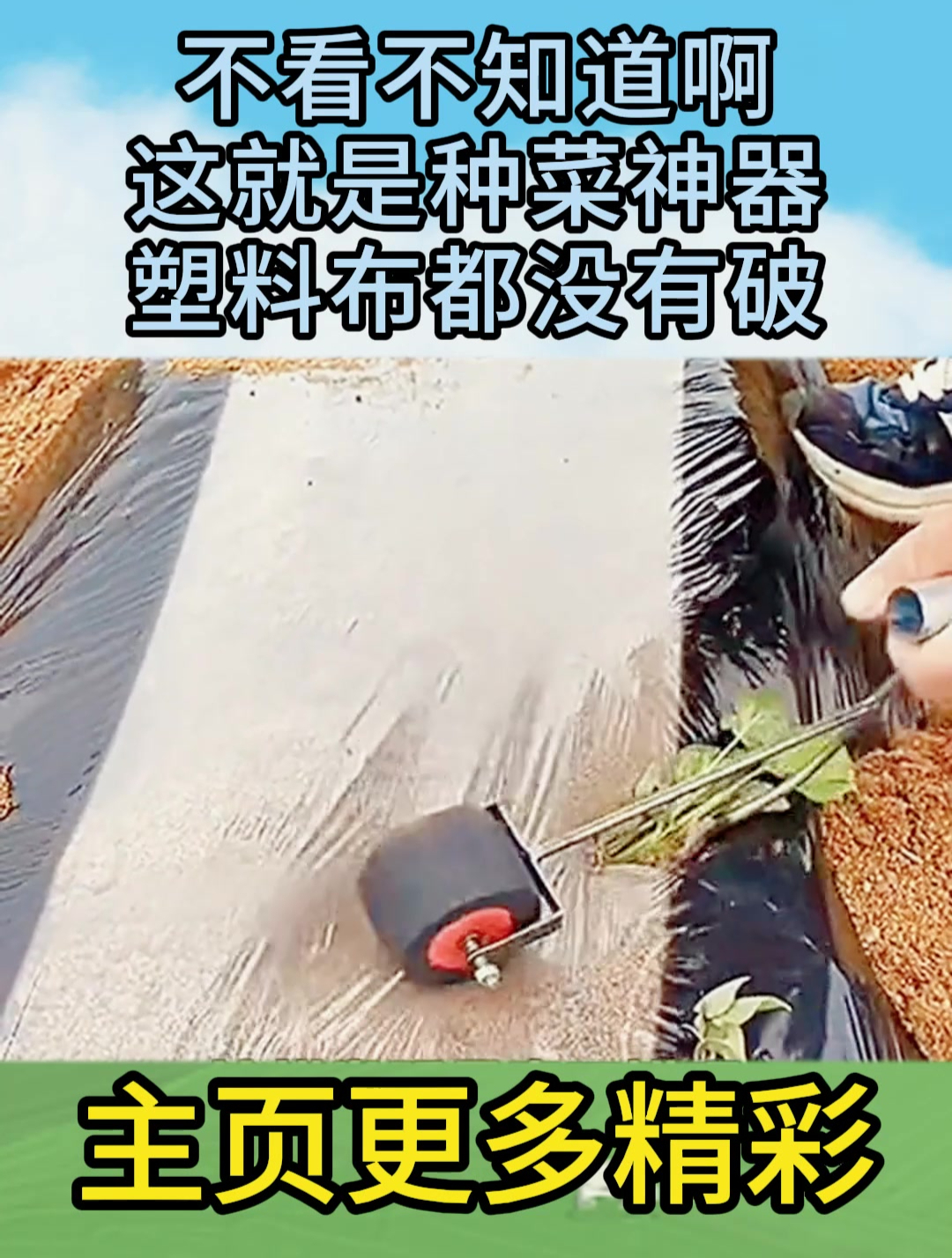 不看不知道啊,这就是种菜神器,塑料布都没有破
