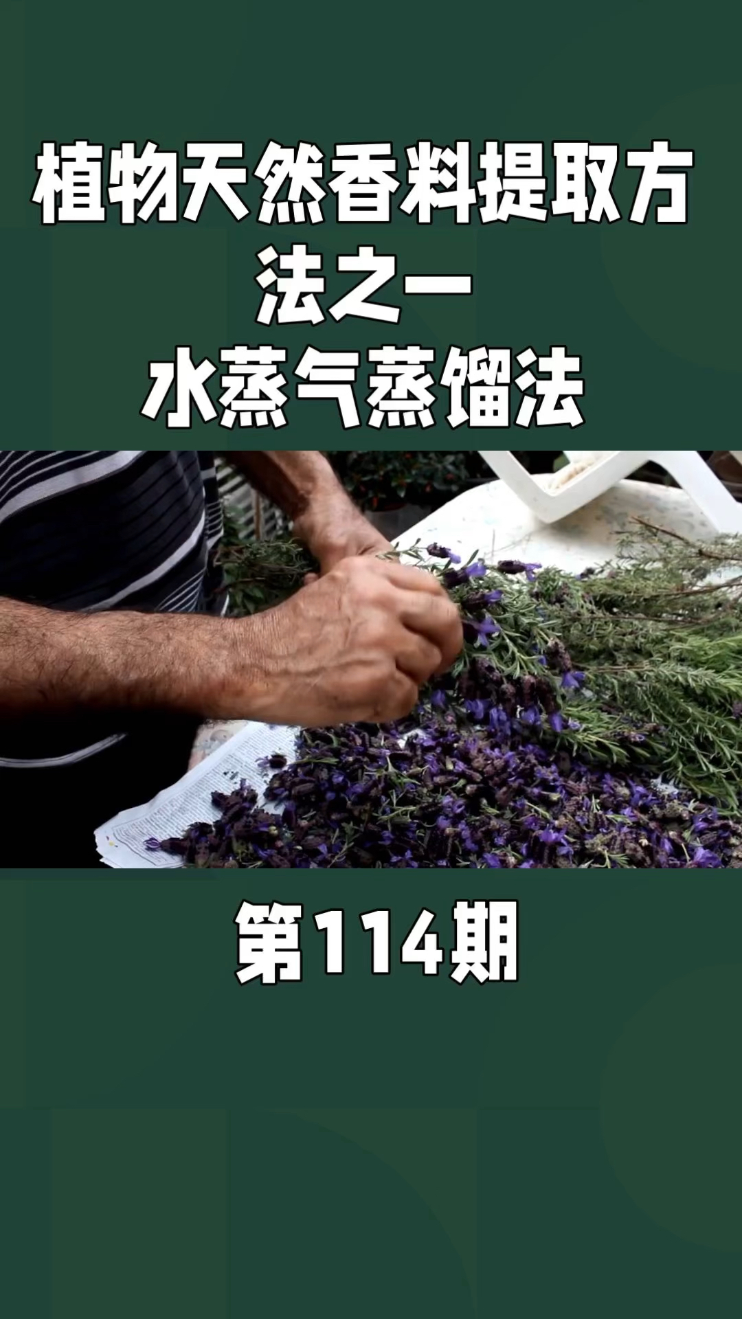 第114期,水蒸气蒸馏法