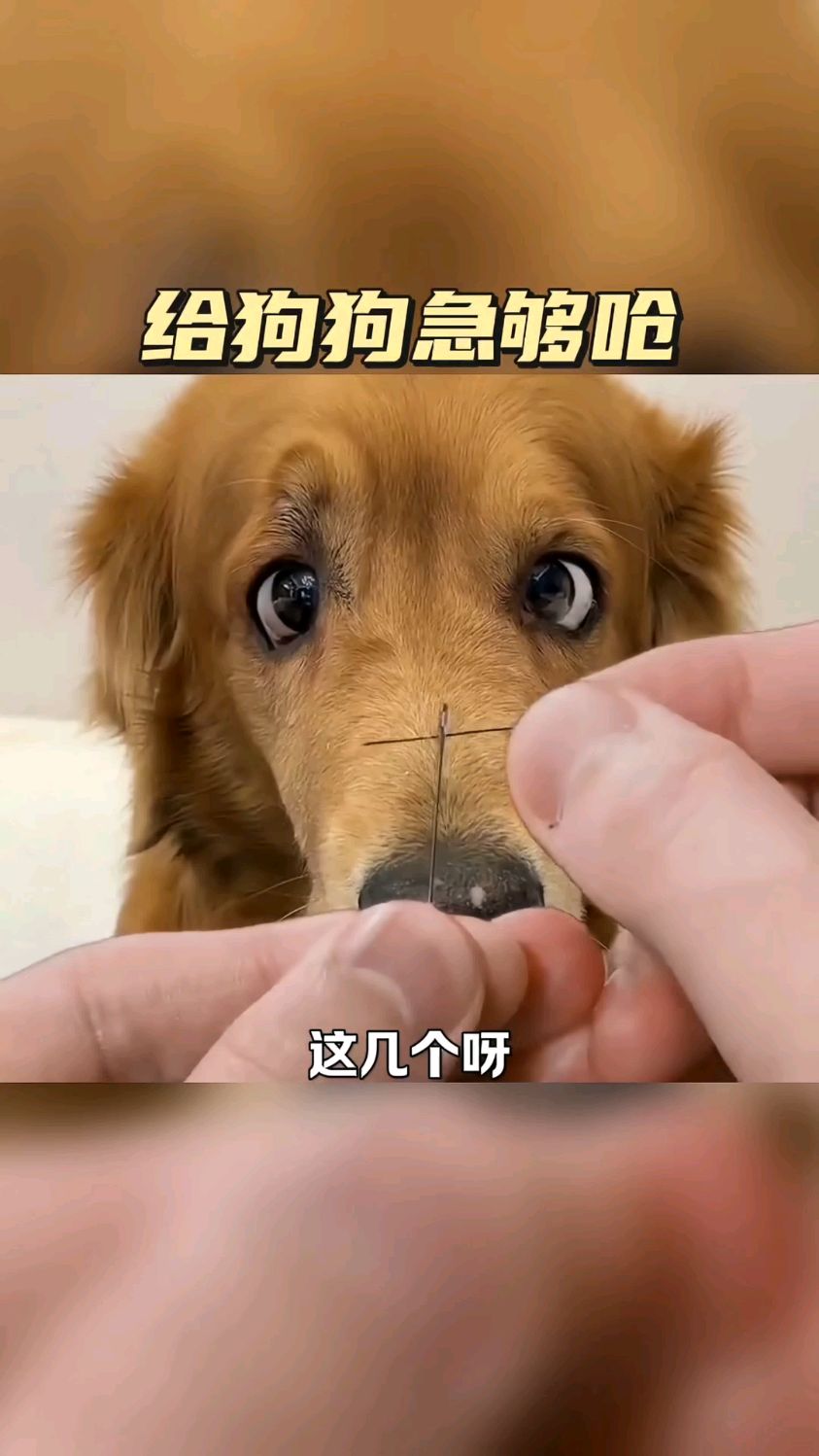 给狗狗急够呛,都斗鸡眼了