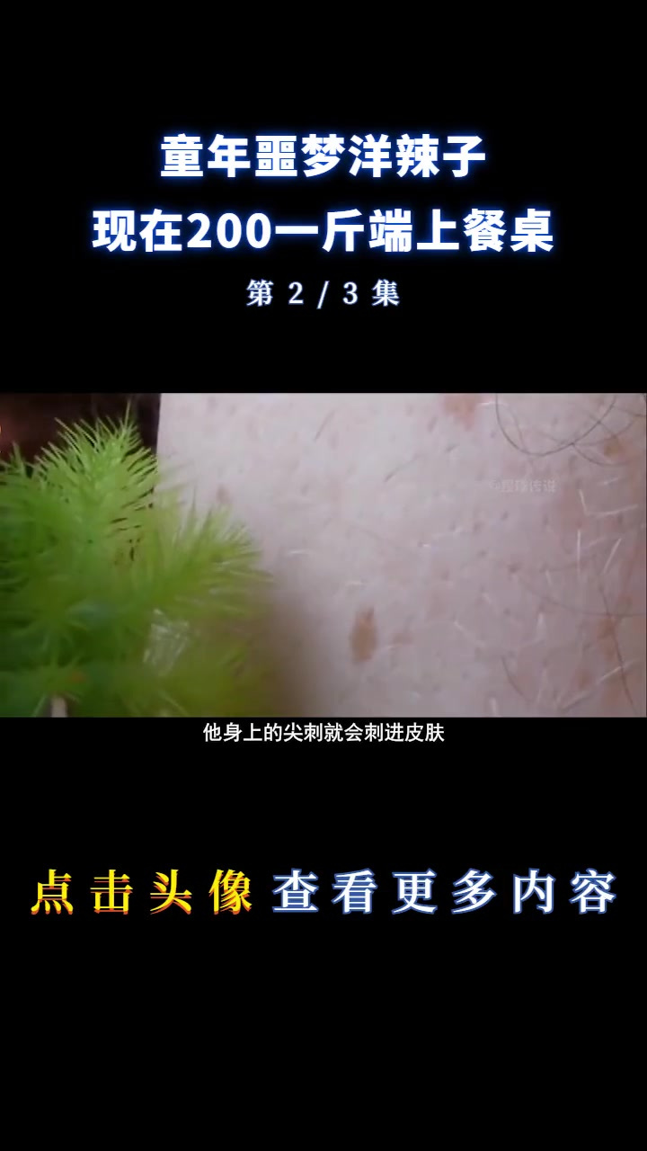 200一斤的童年噩梦洋辣子!虽然长得丑还有毒,也逃不掉吃货的嘴