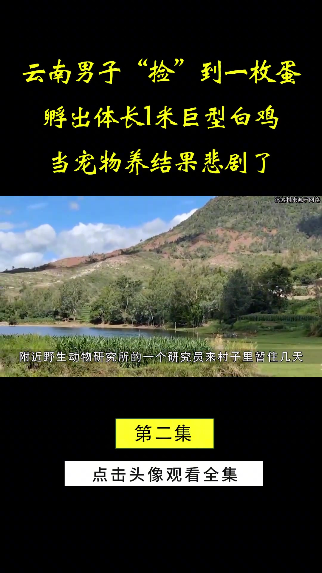 云南男子“捡”到一枚蛋,孵出体长1米巨型白鸡,当宠物养悲剧了白鹇