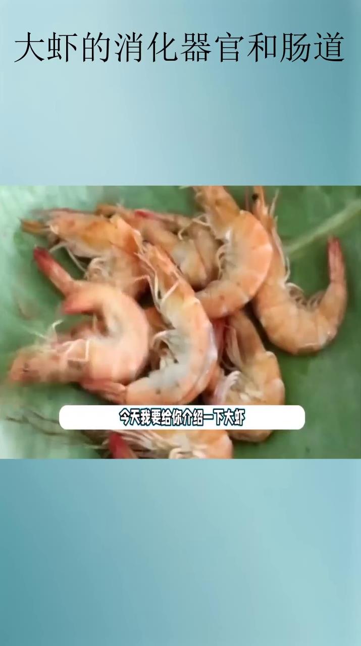 大虾的消化器官和肠道