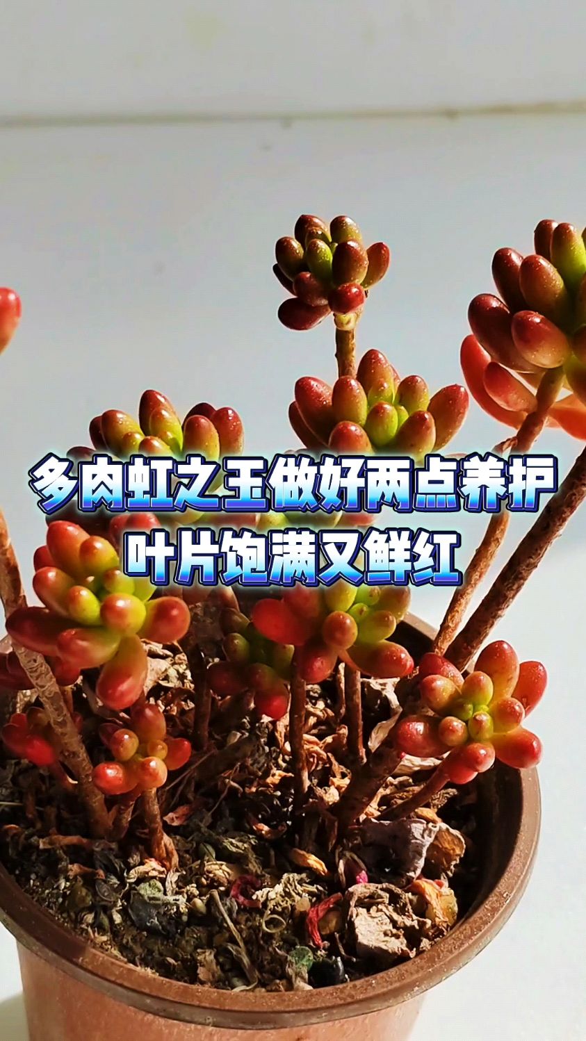 多肉虹之玉做好两点养护,叶片饱满又鲜红