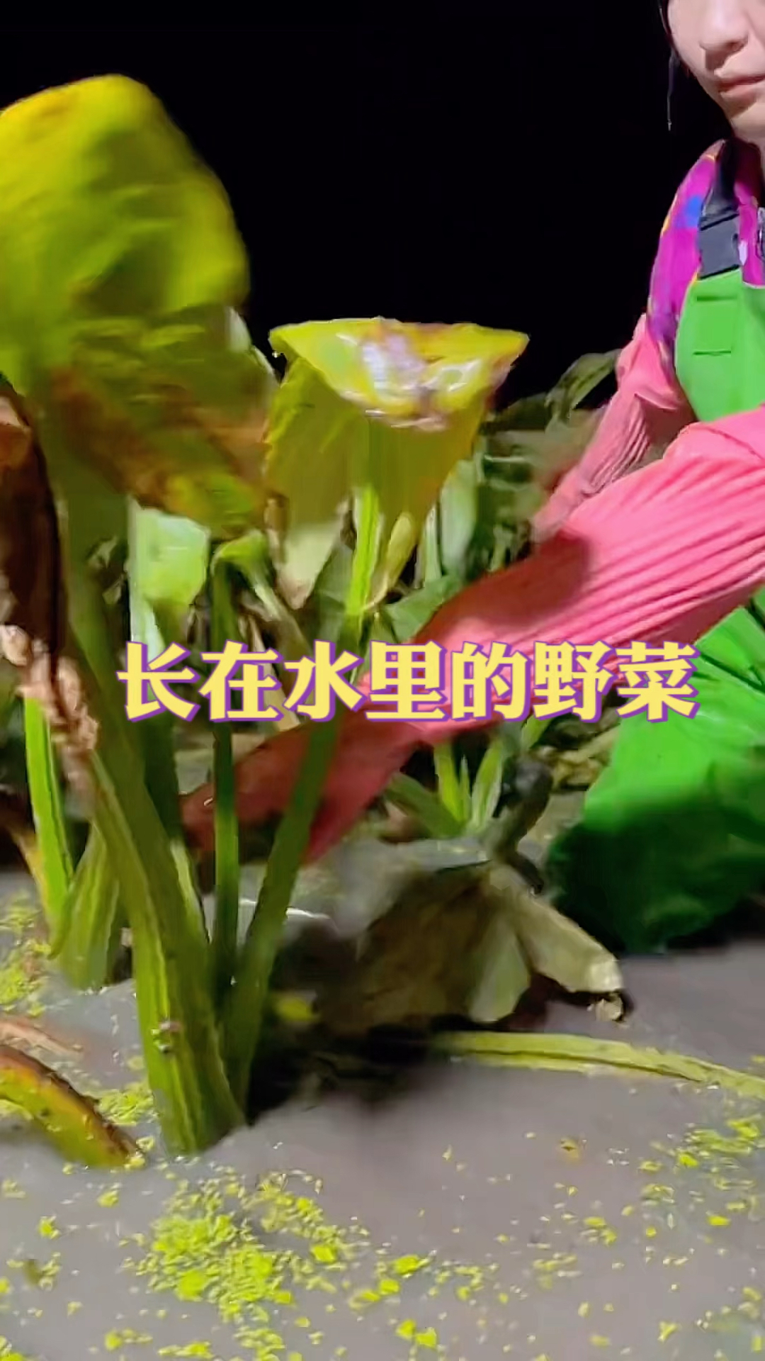长在水里的野菜,居然根部还长满果实