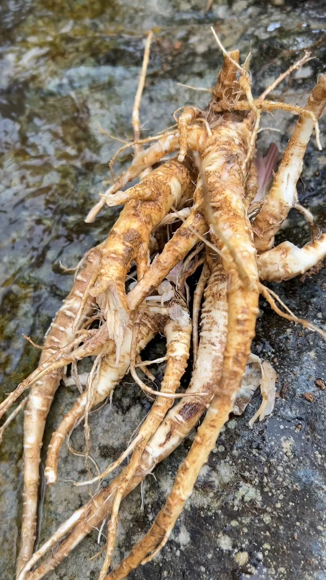 我的乡村生活,前胡。