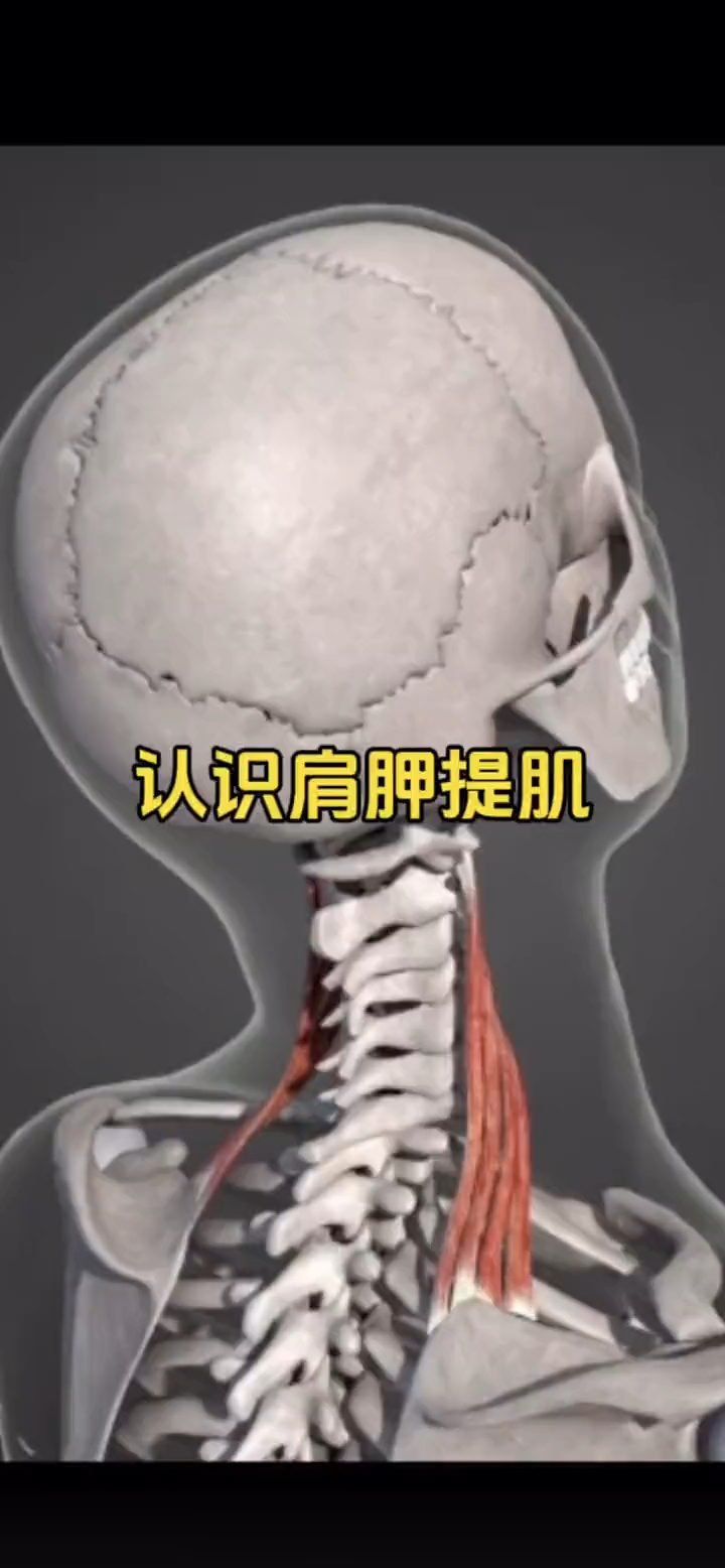 肩胛提肌,就是把肩胛骨提起来的肌肉!