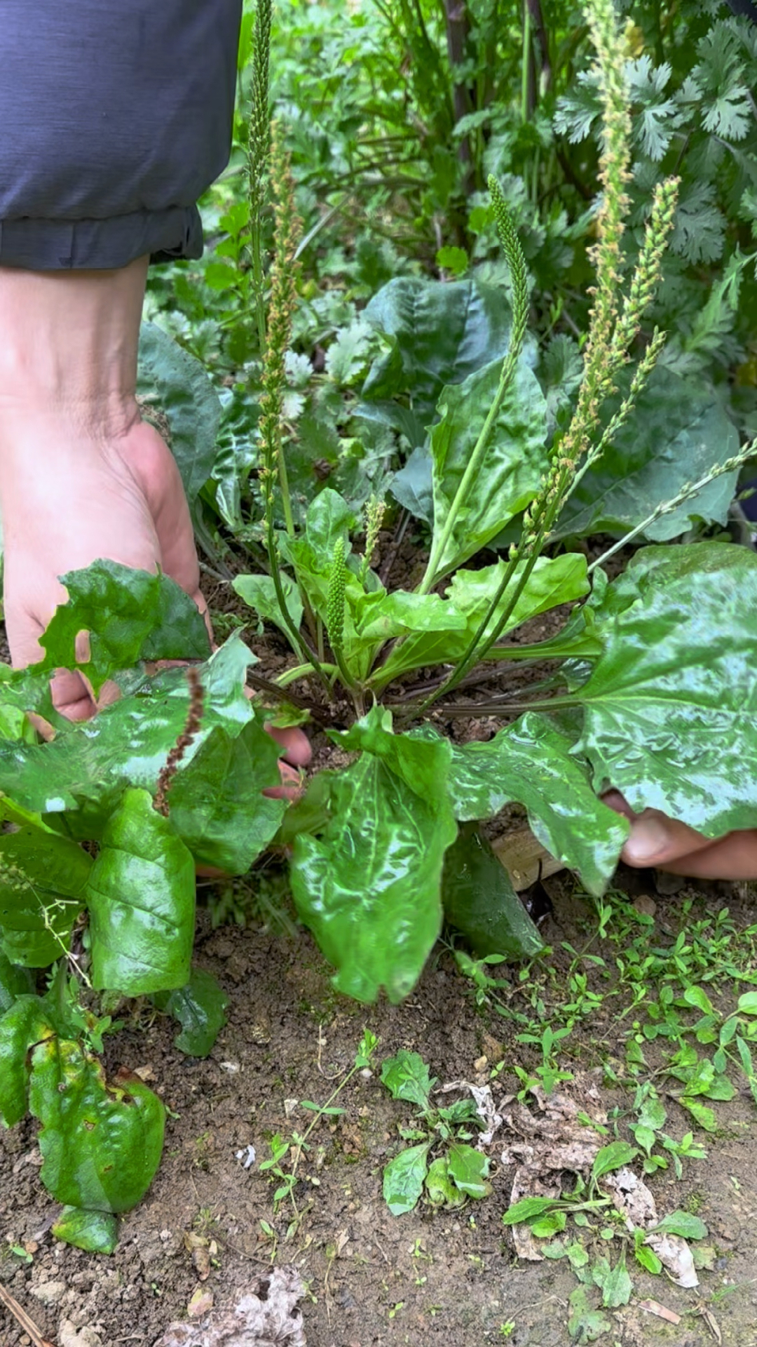 车前草在东北被称为车轱辘菜,它是一种味道鲜美的野菜