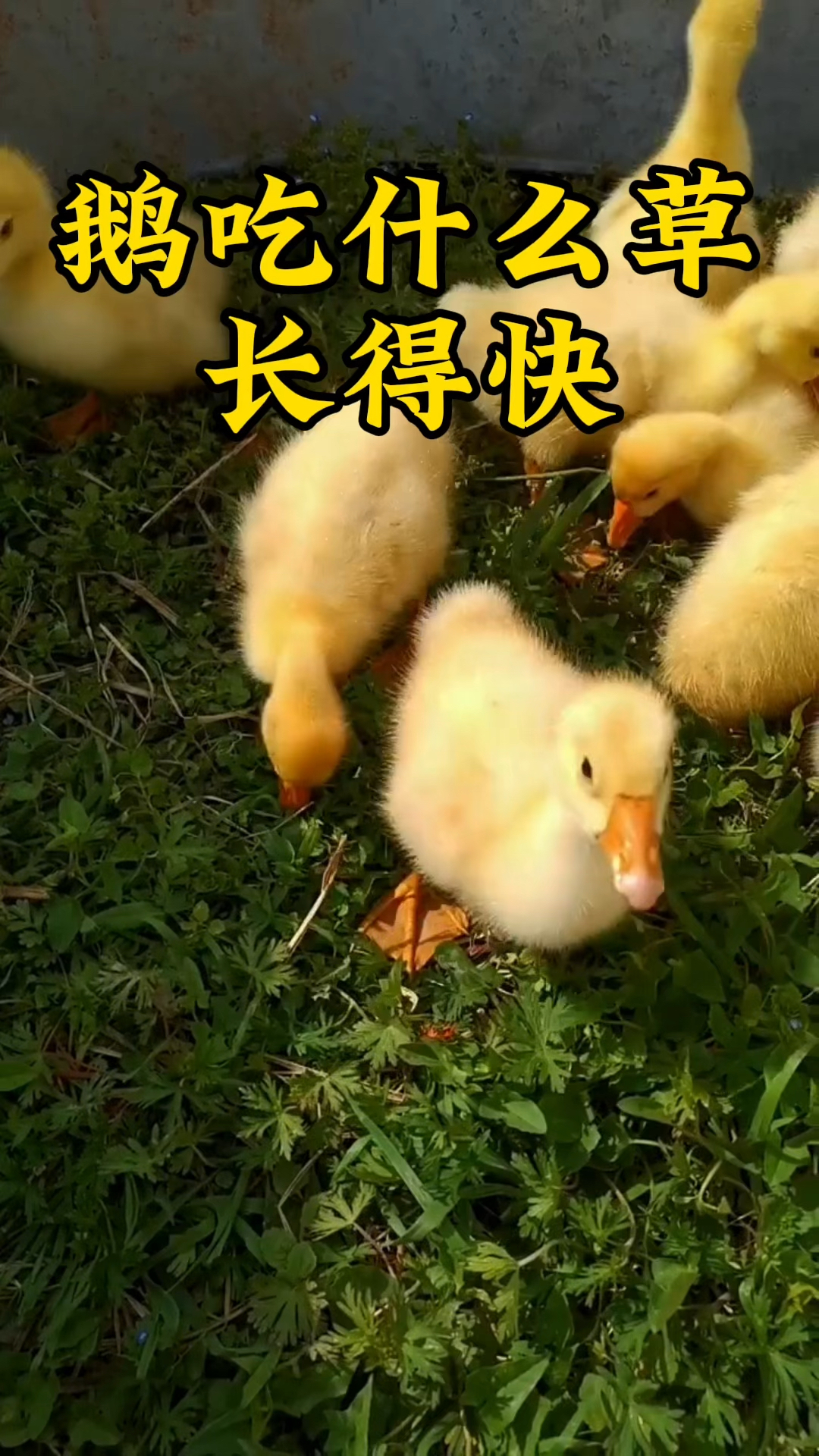 鹅吃什么草长得快