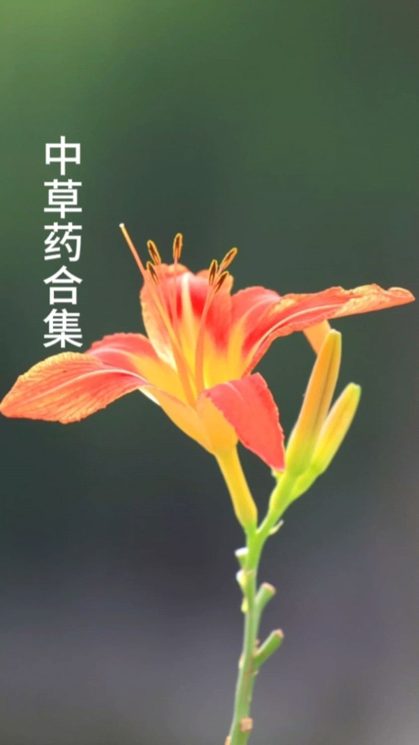 你关心的野生中草药,可能是这些吗
