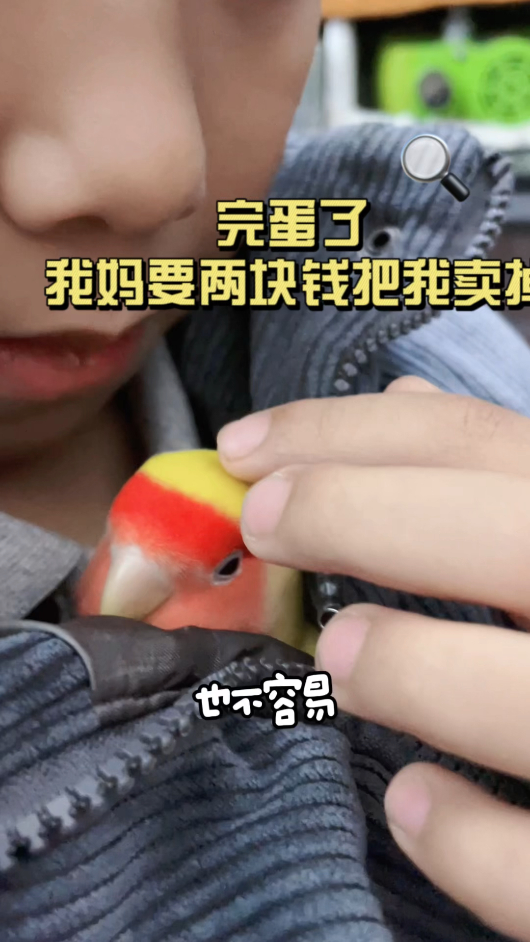 如此粘人的鹦鹉小黄鸡