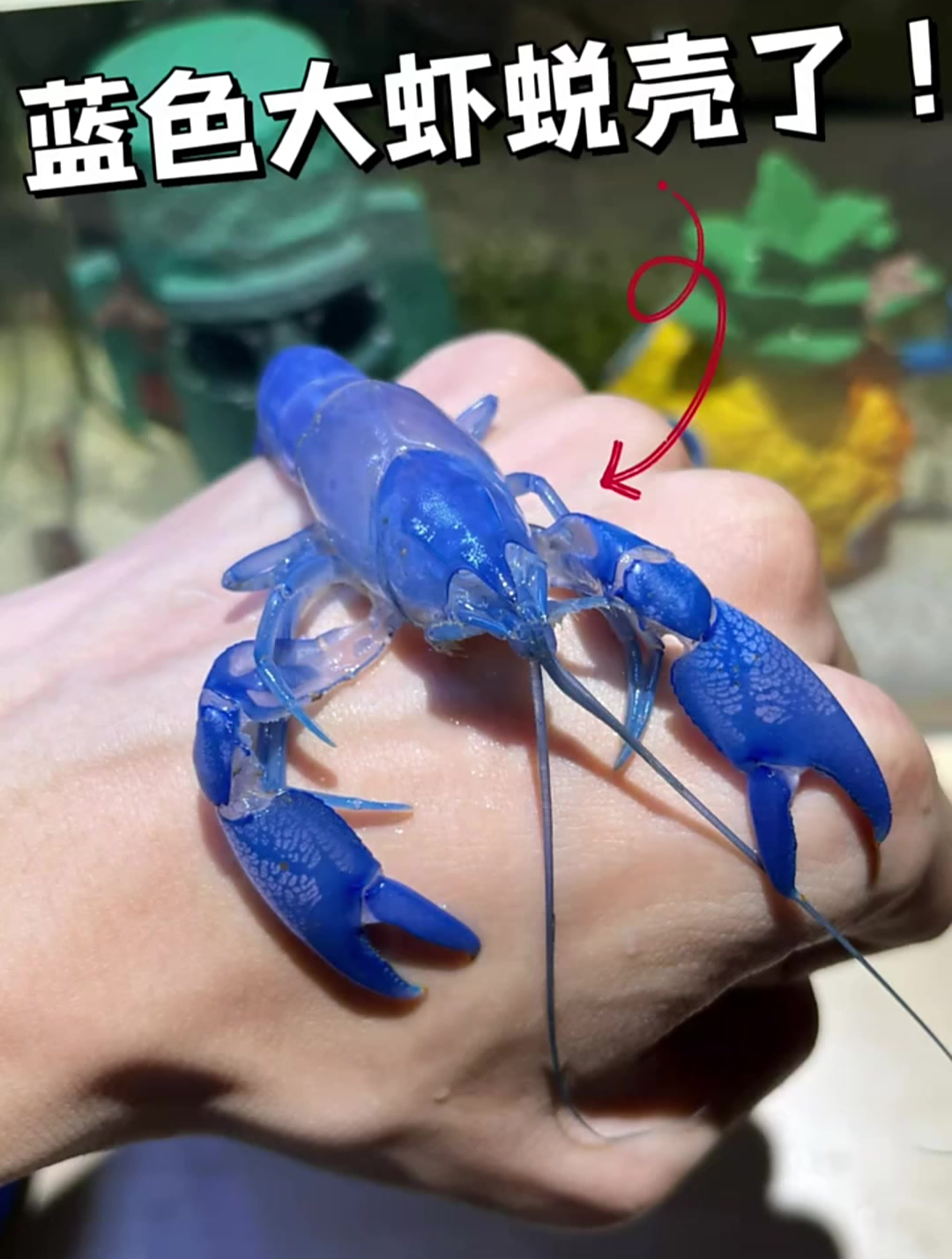 蓝色大虾漂亮不