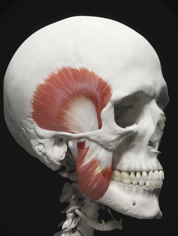 骨骼在运动中起杠杆作用,肌肉在运动中起收缩作用