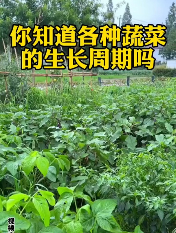 90%的农户不知道的,各种蔬菜生长周期!