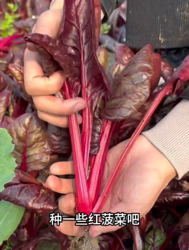 红菠菜富含花青素,它和普通菠菜种植有何差别?