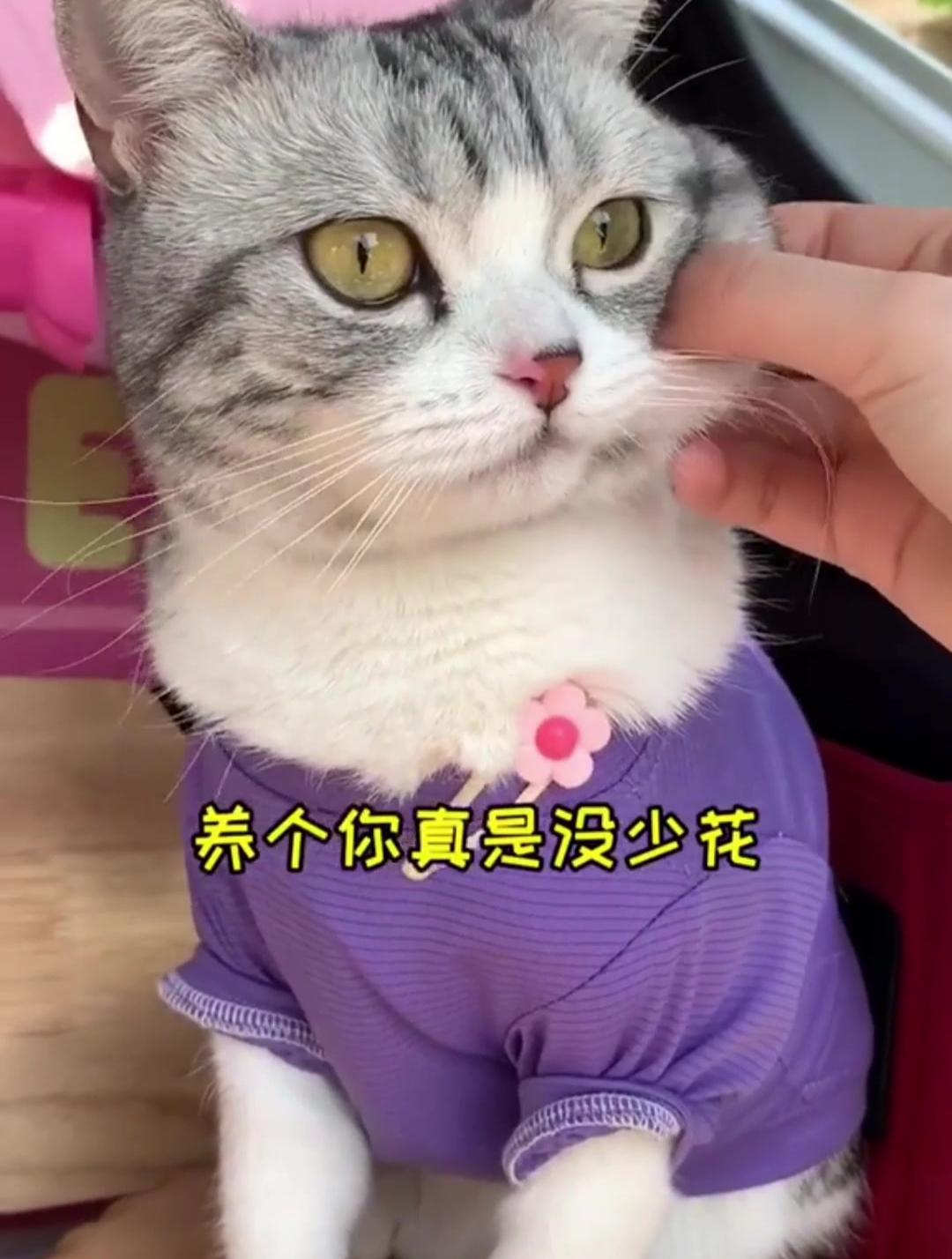 搬个家才知道泡芙的东西有多少,是真真的多呀!