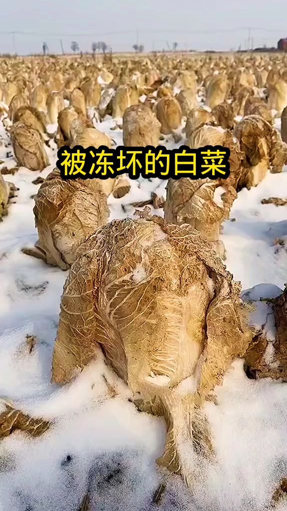 被冻坏的白菜