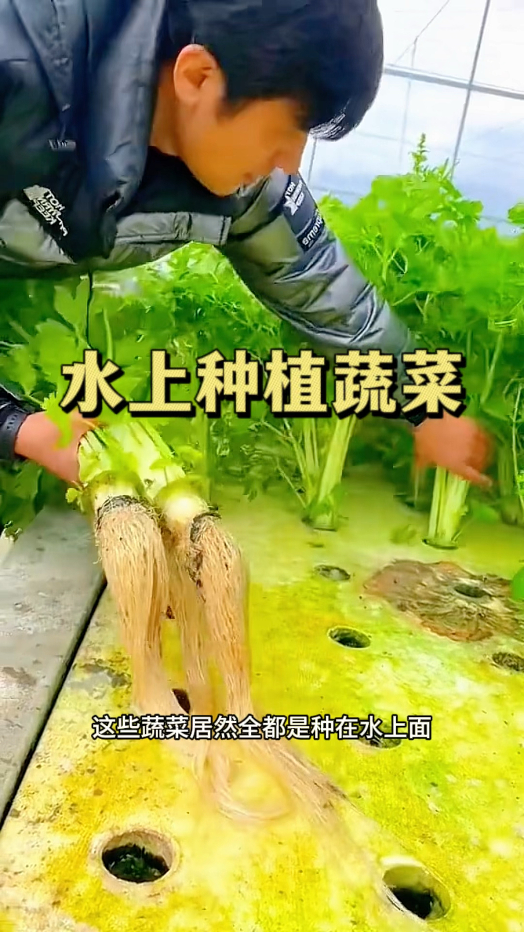 水上种植蔬菜