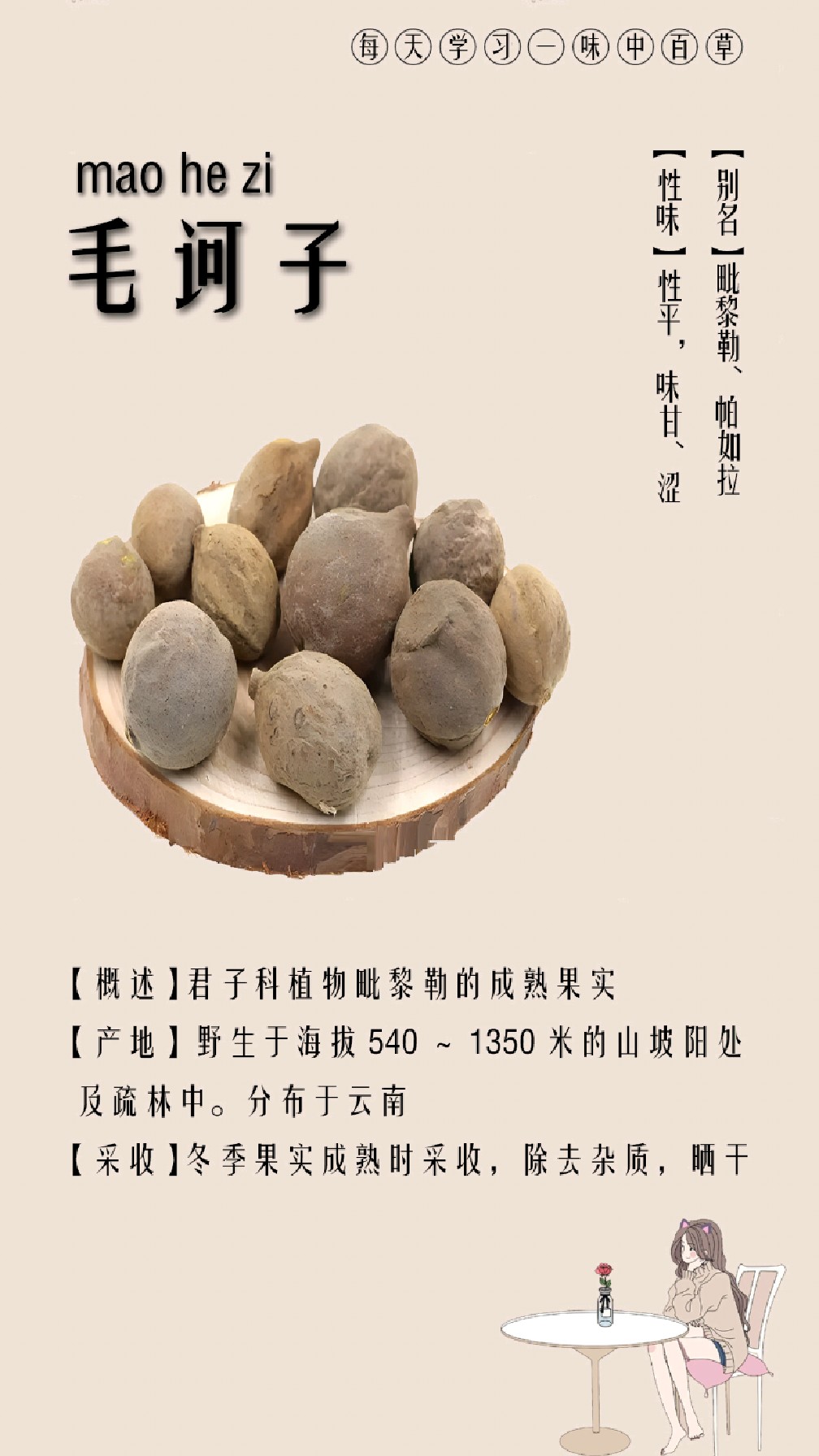 每天认识一味中草药·毛诃子
